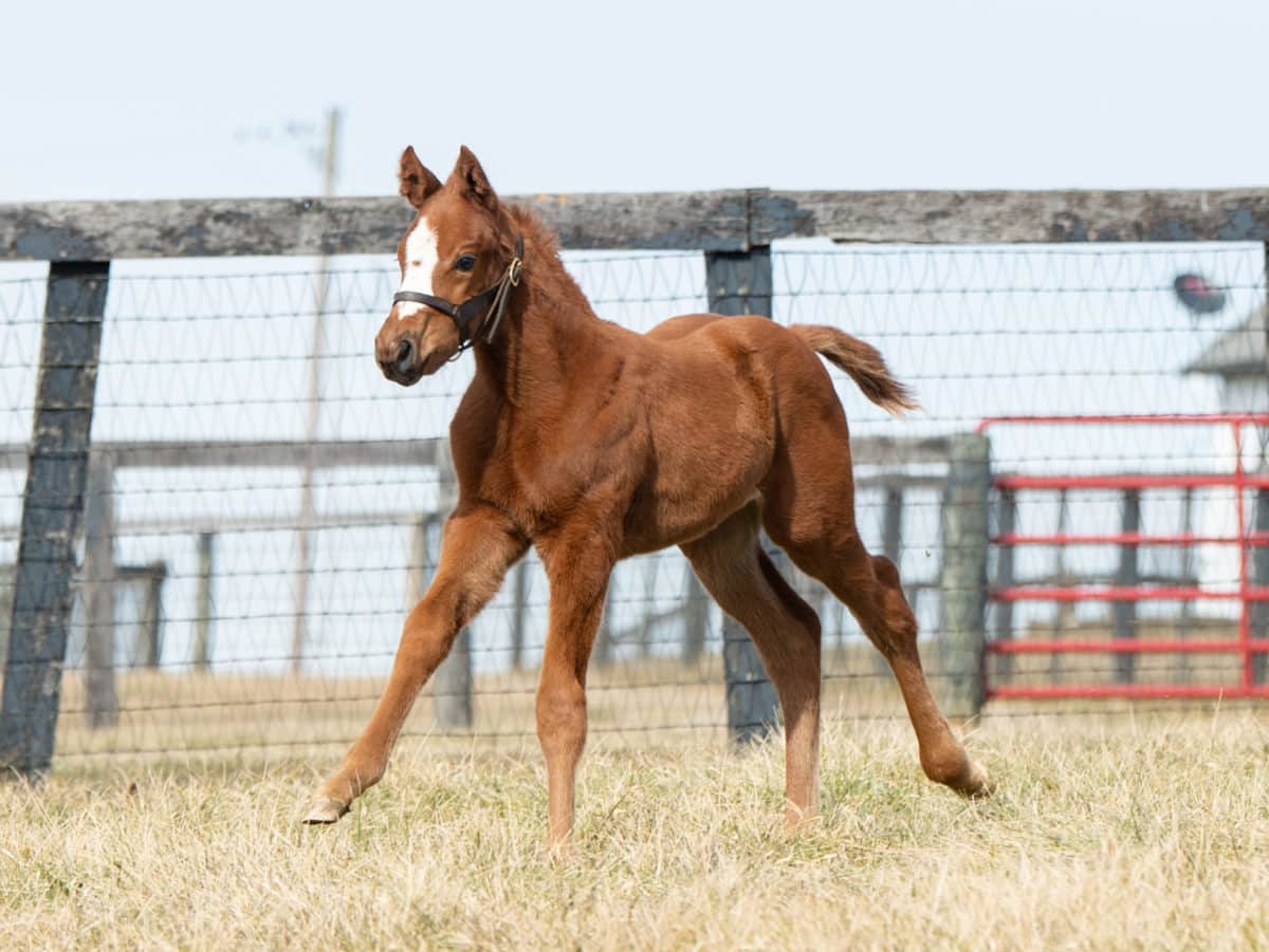 Sparkling Champagn 21 filly | Pictured at 27 days old | Bred by Brandywine Farm | Spendthrift Farm Photo