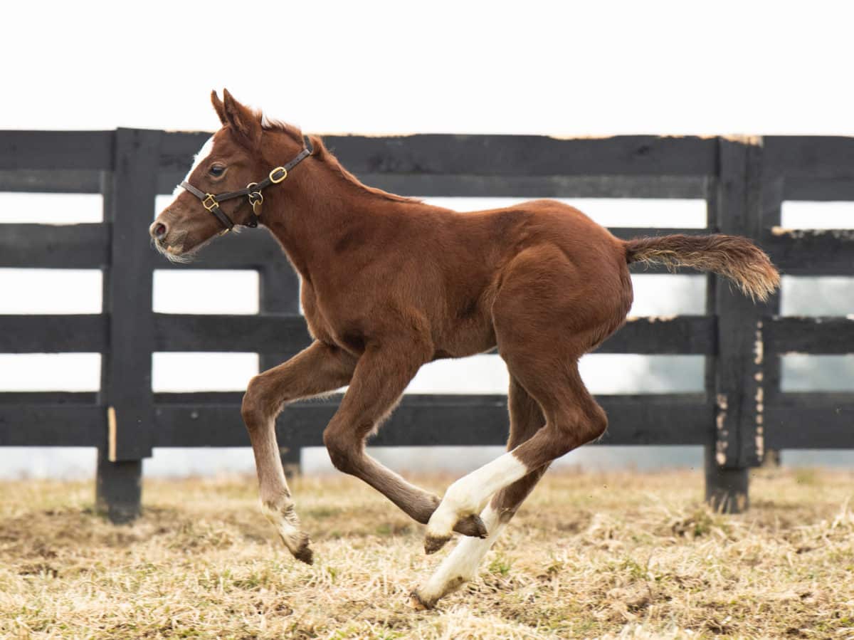 Coup de Coeur 21 colt | Pictured at 9 days old | Bred by Spendthrift Farm | Spendthrift Farm Photo