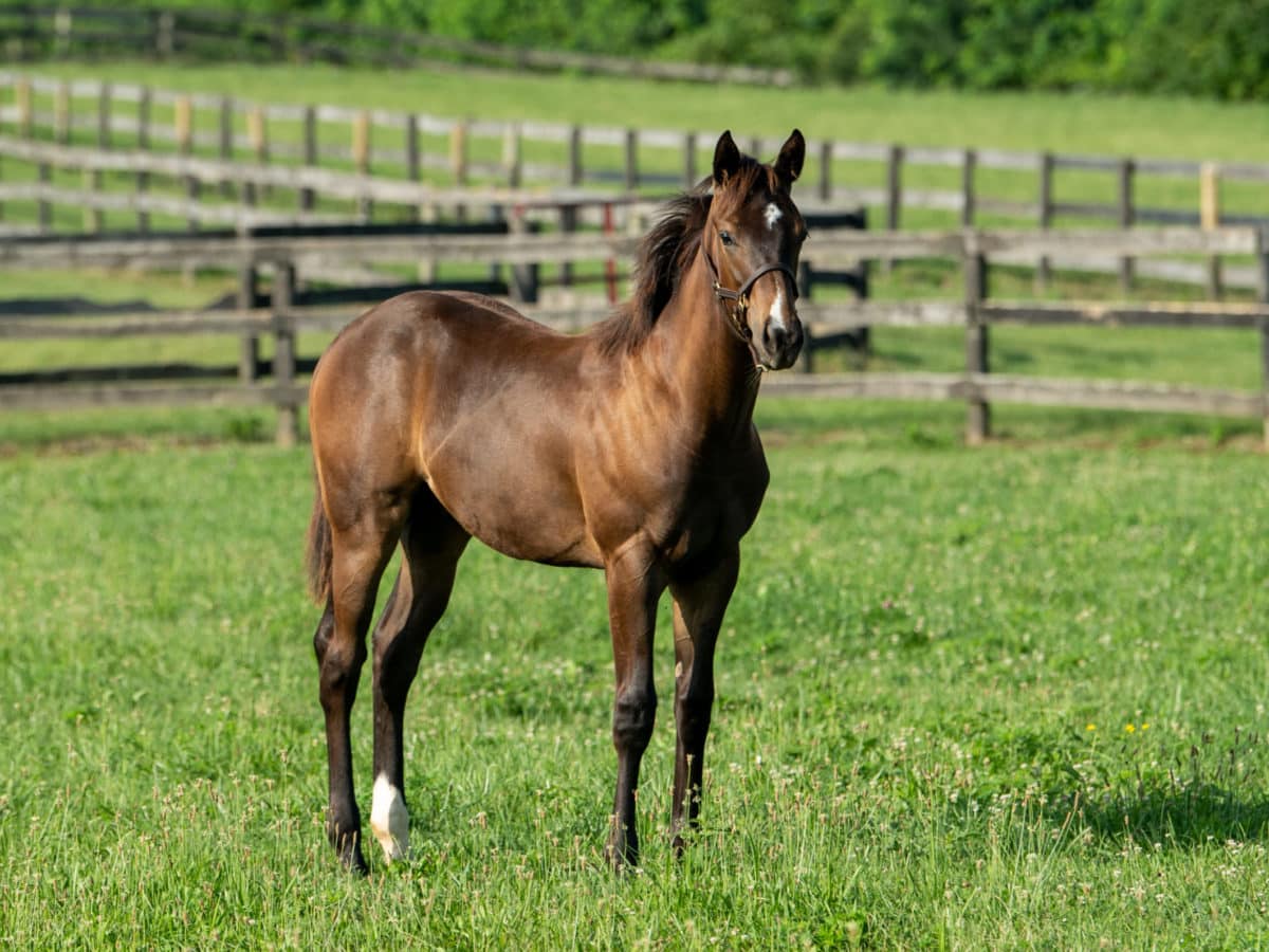 Hewlett Bay colt | Pictured at 5 months old | Bred by Richlyn Farms | Spendthrift Farm Photo