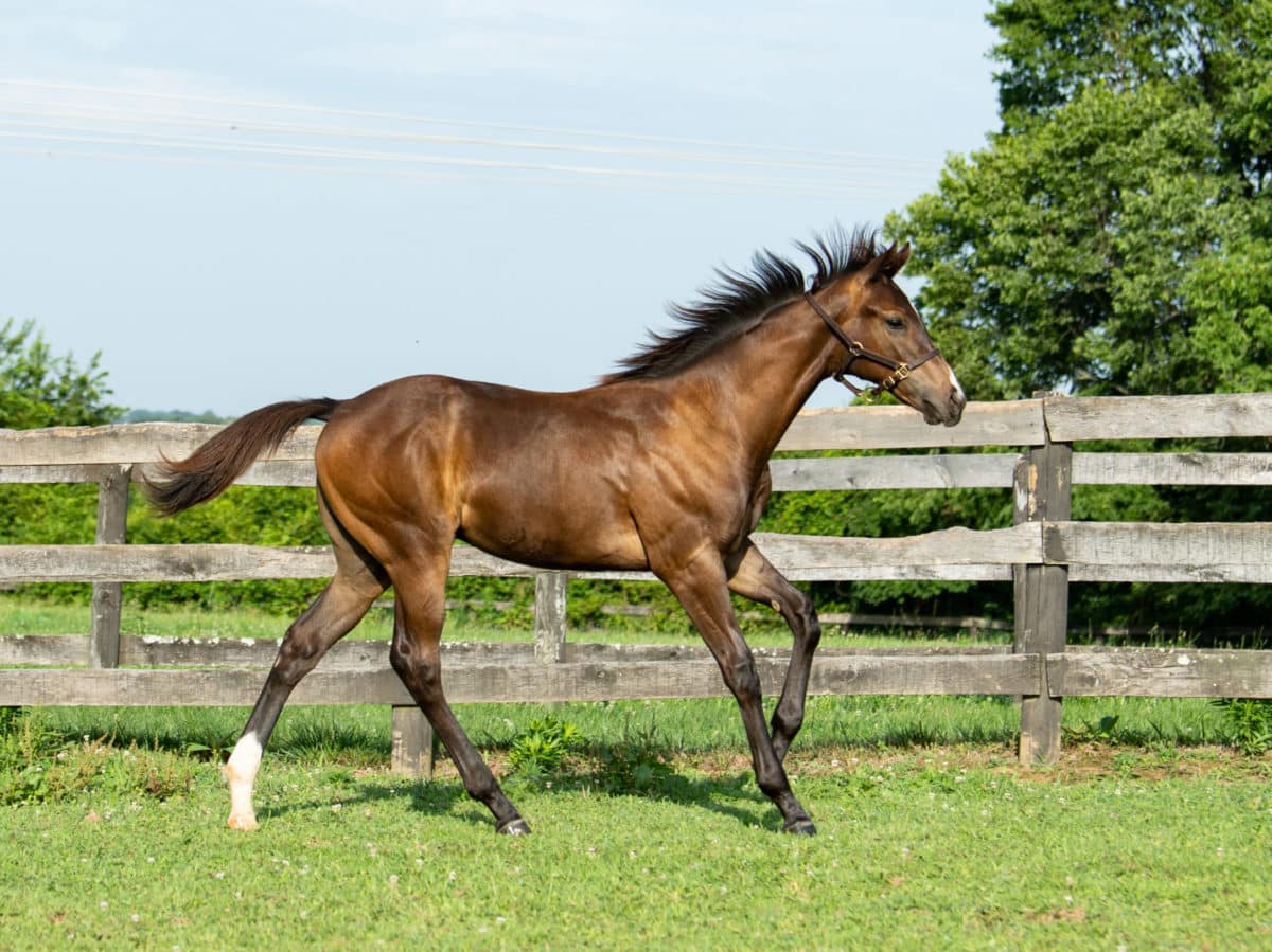 Hewlett Bay colt | Pictured at 5 months old | Bred by Richlyn Farms | Spendthrift Farm Photo