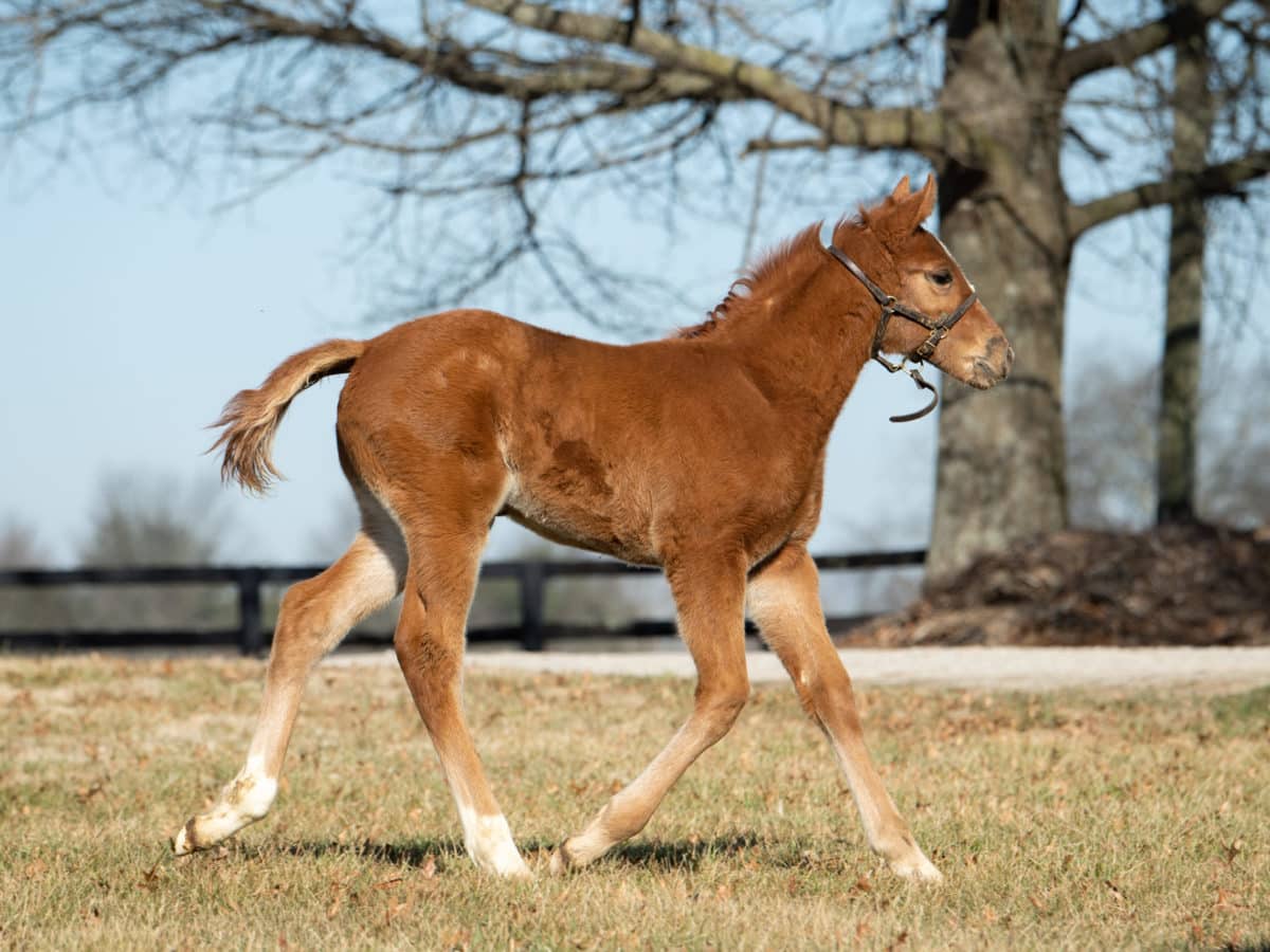 Madam Aamoura 21 filly | Pictured at 1 month old | Bred by Elizabeth La Pierre & Jennifer Given | Spendthrift Farm Photo