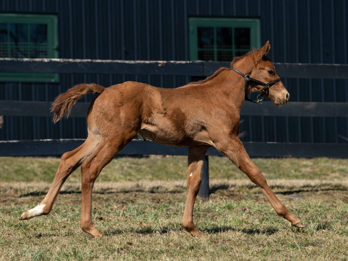 War Relic 21 colt | Pictured at 33 days old | Bred by Elm Tree Farm | Spendthrift Farm Photo