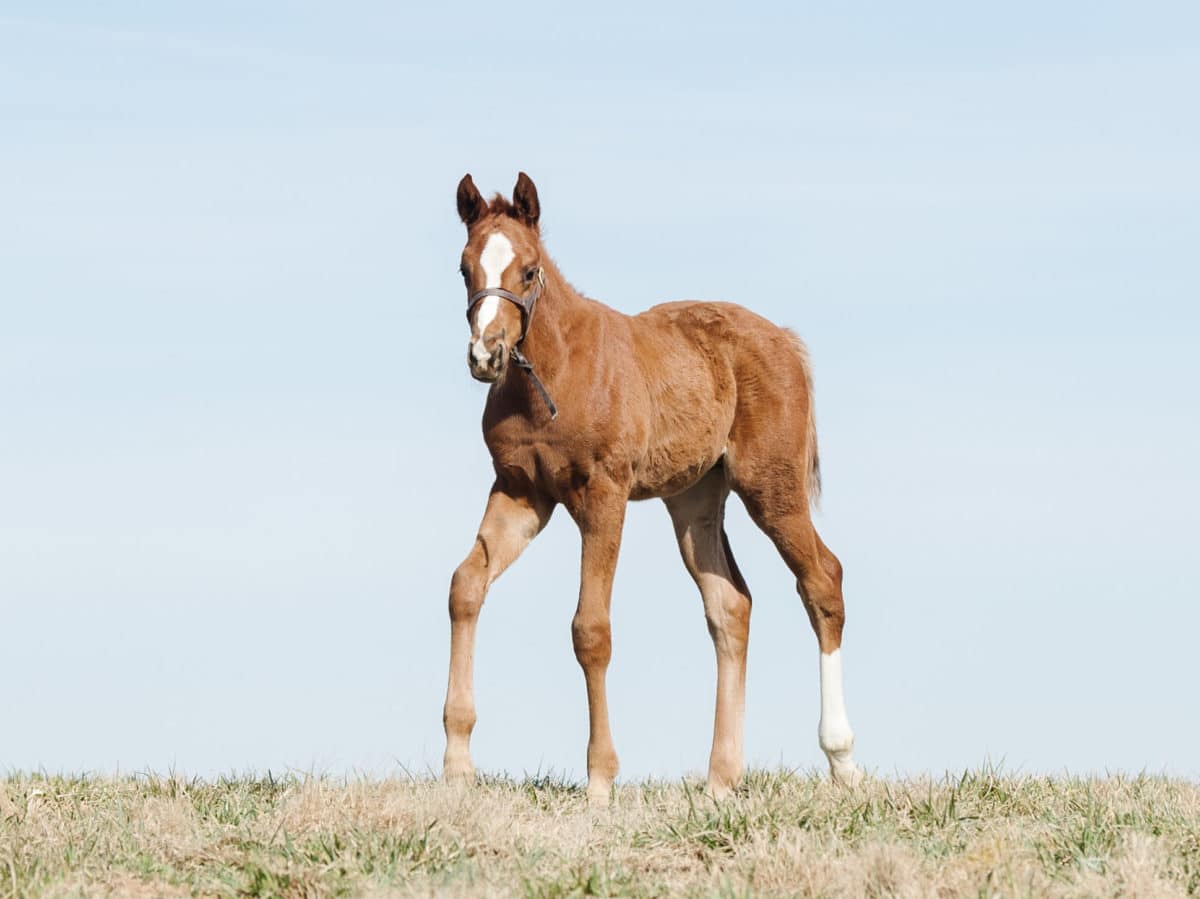 Free As Tristan 21 colt | Bred by Monique Delk | Pictured at 38 days old | Spendthrift Farm Photo