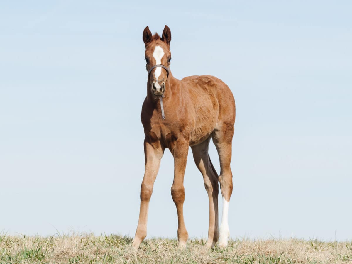 Free As Tristan 21 colt | Bred by Monique Delk | Pictured at 38 days old | Spendthrift Farm Photo