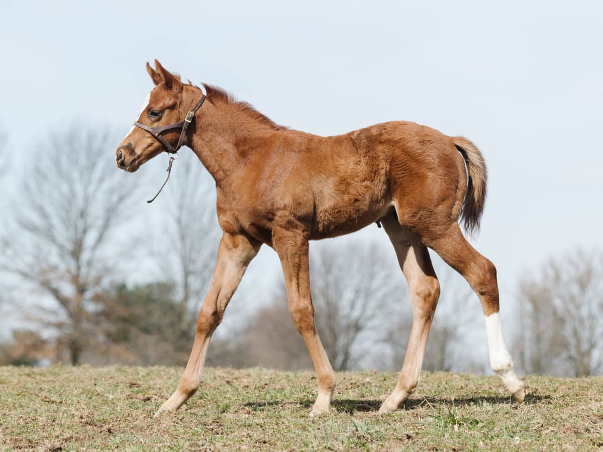 Free As Tristan 21 colt | Bred by Monique Delk | Pictured at 38 days old | Spendthrift Farm Photo