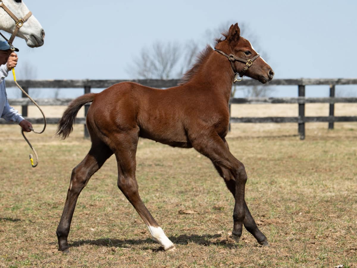 South Andros 2/19 colt | Pictured at 18 days old | Bred by Sierra Farm | Spendthrift Farm Photo