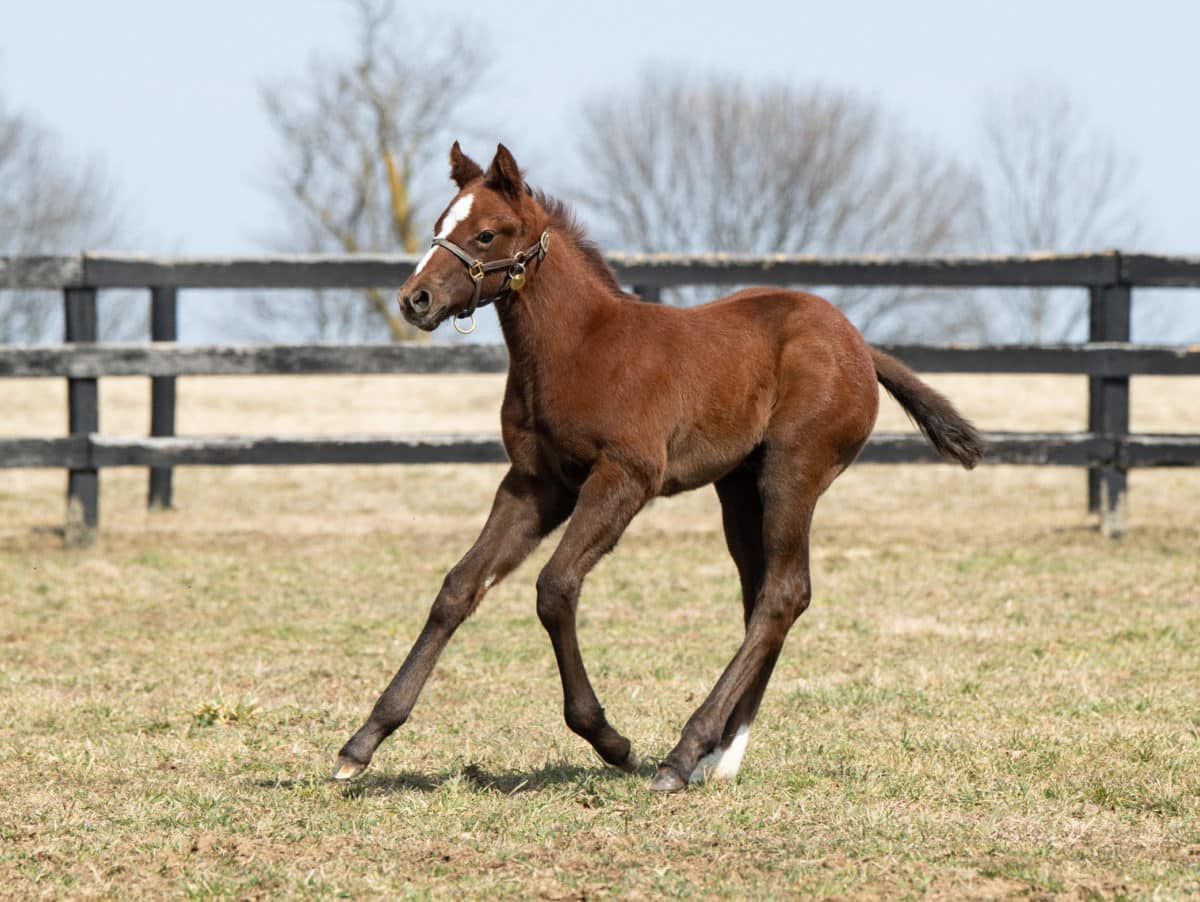 South Andros 2/19 colt | Pictured at 18 days old | Bred by Sierra Farm | Spendthrift Farm Photo