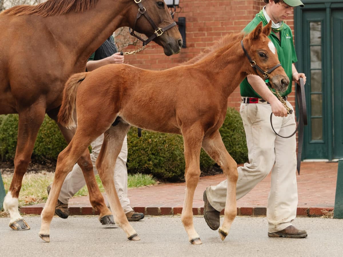 On My Way 21 Colt | Pictured at 41 days old | Bred by Manganaro, C. Taylor, J. Taylor, Lanza & Handleman | Spendthrift Farm Photo