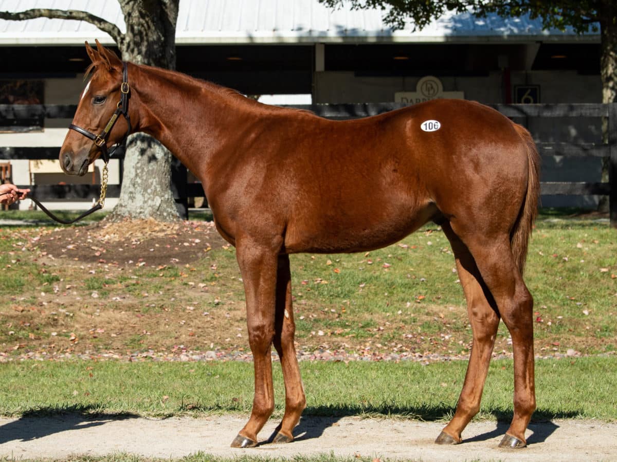 $150,000 | Hip 112 colt o/o Storm Raven | Purchased by BW Stables | F-T NOV 22 | Photo by Spendthrift Farm / Autry Graham