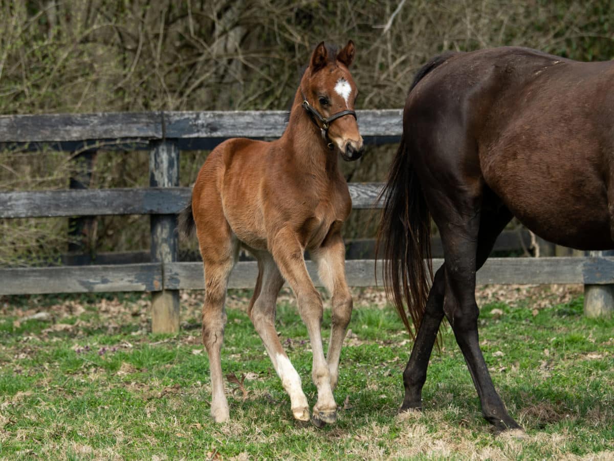 Ponya 21 colt | Pictured at 29 days old | Bred by Corner Woods Farm | Spendthrift Farm Photo