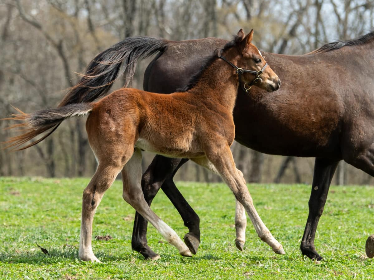 Ponya 21 colt | Pictured at 29 days old | Bred by Corner Woods Farm | Spendthrift Farm Photo