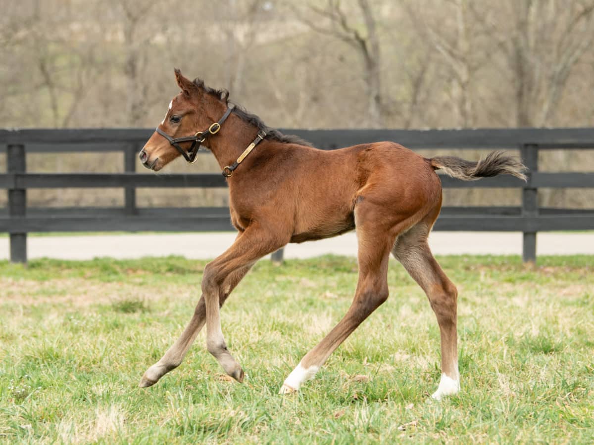 Differ 21 colt | Pictured at 8 days old | Bred by Lyn Burleson | Spendthrift Farm Photo