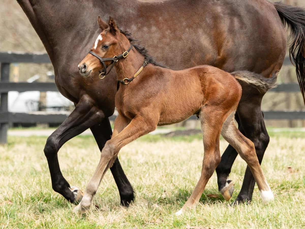 Differ 21 colt | Pictured at 8 days old | Bred by Lyn Burleson | Spendthrift Farm Photo