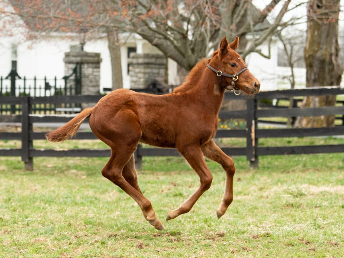 Serious I Candy 21 colt | Pictured at 1 month old | Bred by Ronyld Wise | Spendthrift Farm Photo