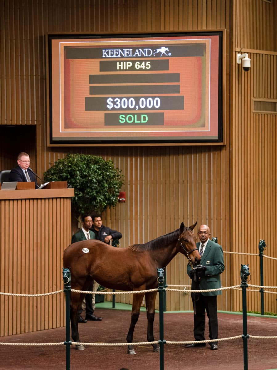 $300,000 | Hip 645 filly o/o Shaken | Purchased by Scoot Stable | KEENOV22 | Photo by Spendthrift Farm / Autry Graham