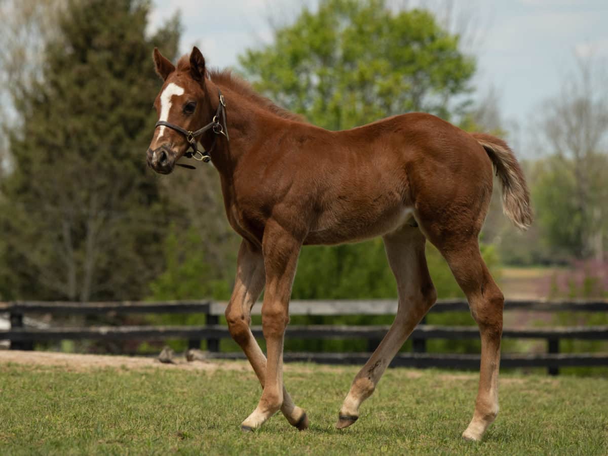 Five Hearts 21 colt | Pictured at 6 weeks old | Bred by Mulholland Springs Farm | Spendthrift Farm Photo