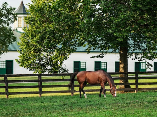 Into Mischief, 2019 Leading General Sire | Team Coyle photo