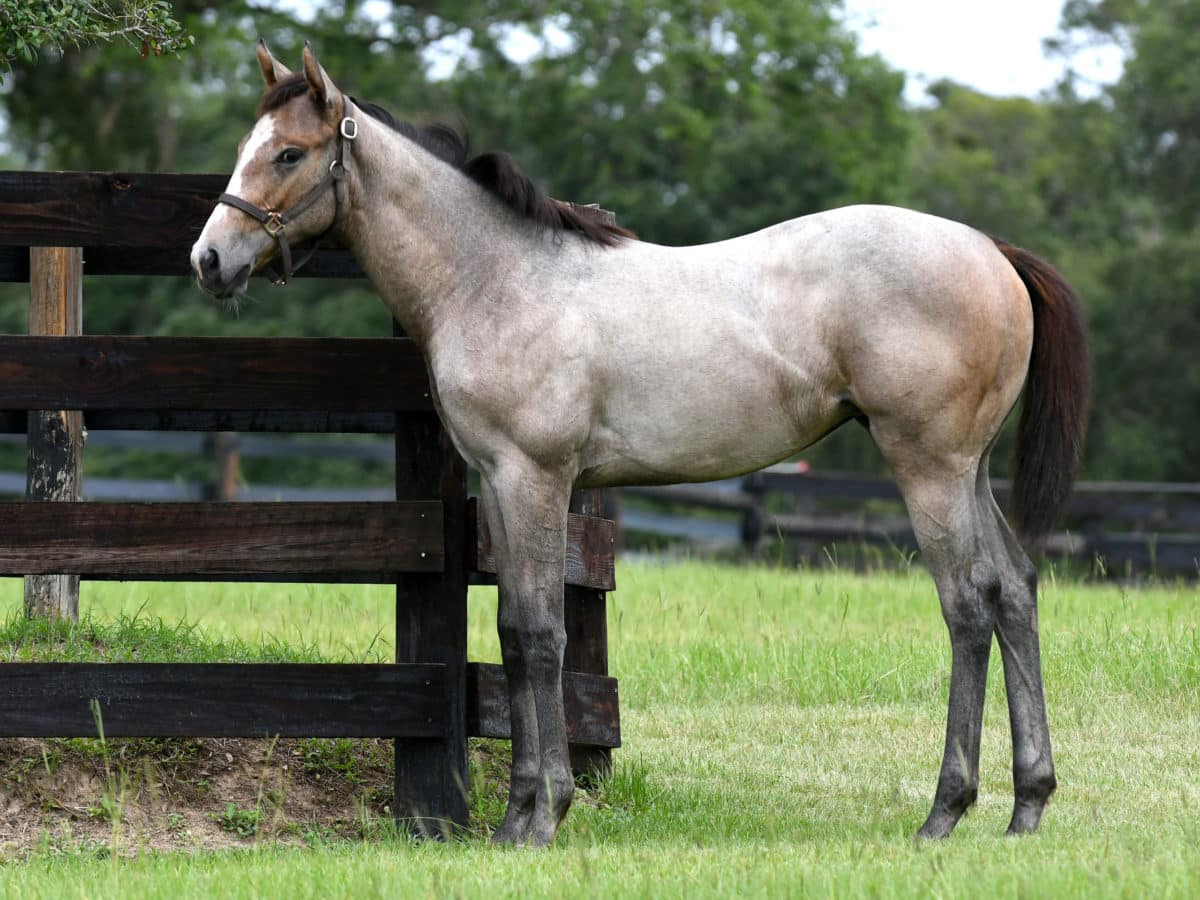 Snagglepuss '21 filly | Pictured at 4 months old | Bred by Tami Bobo | Judit Seipert photo