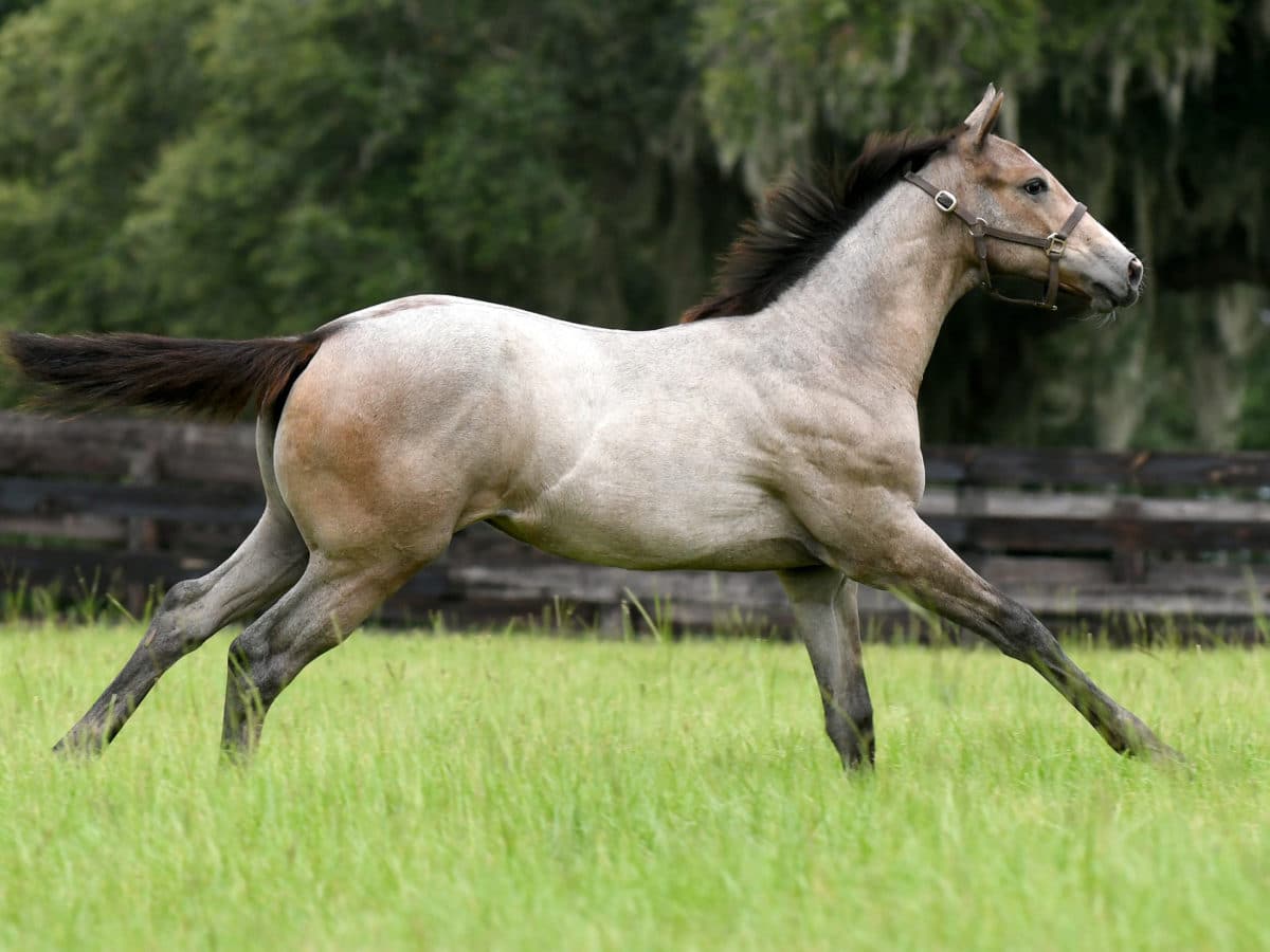 Snagglepuss '21 filly | Pictured at 4 months old | Bred by Tami Bobo | Judit Seipert photo