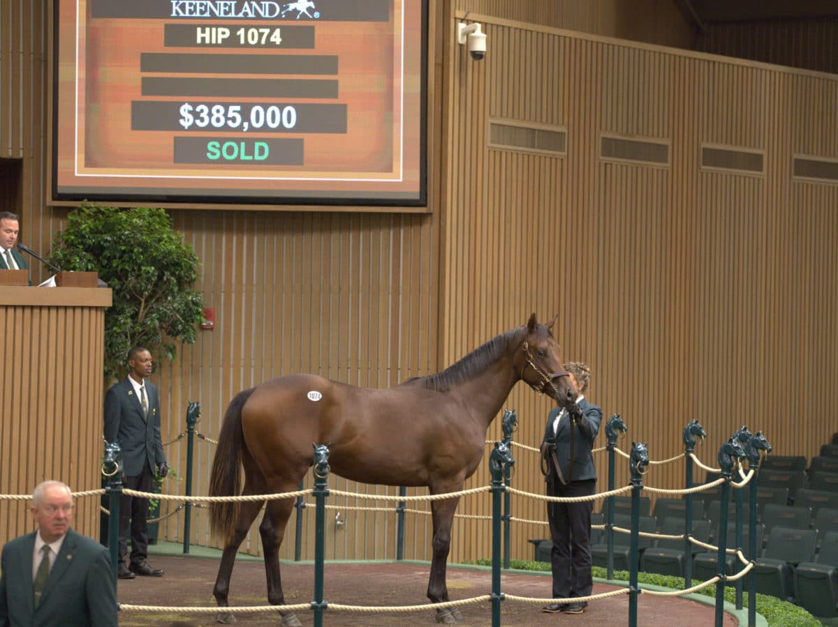 $385,000 | Colt o/o Lookinforchange | Purchased by Mayberry Farm | '22 KEESEP | Nicole Finch photo