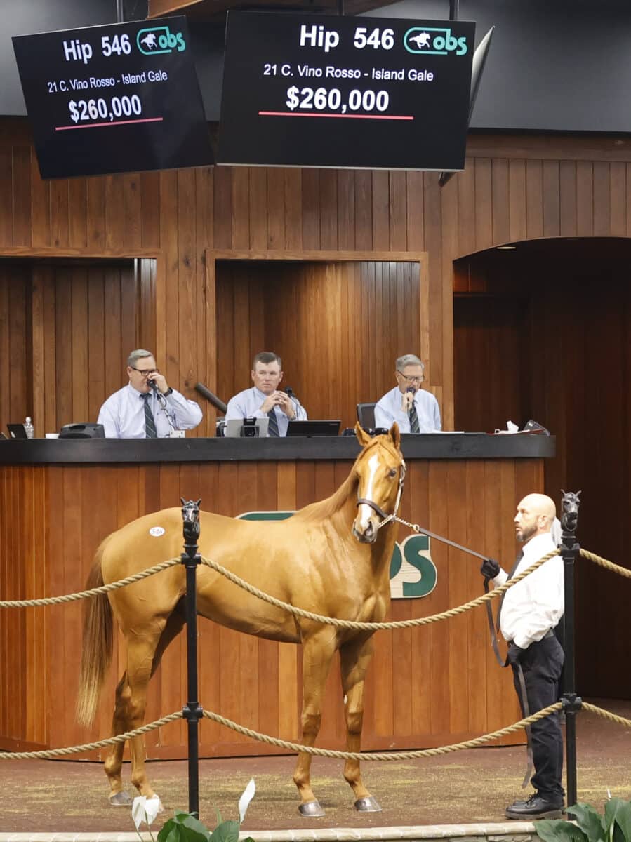 $260,000 colt | Hip 546 o/o Island Gale | Purchased by West Bloodstock, for Repole Stable | '23 OBSAPR | Z photo