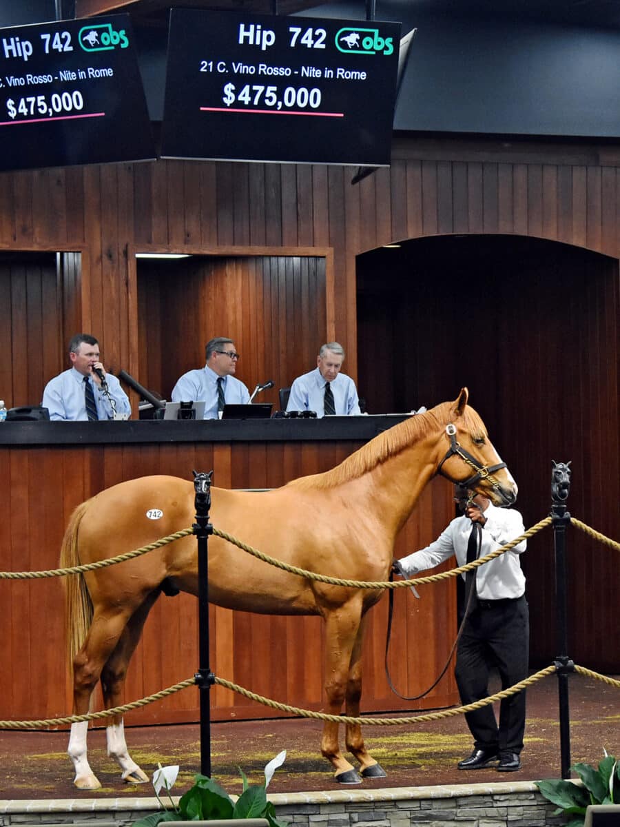 $475,000 colt | Hip 742 o/o Nite in Rome | Purchased by FMQ Stables | '23 OBSAPR | Judit Seipert photo