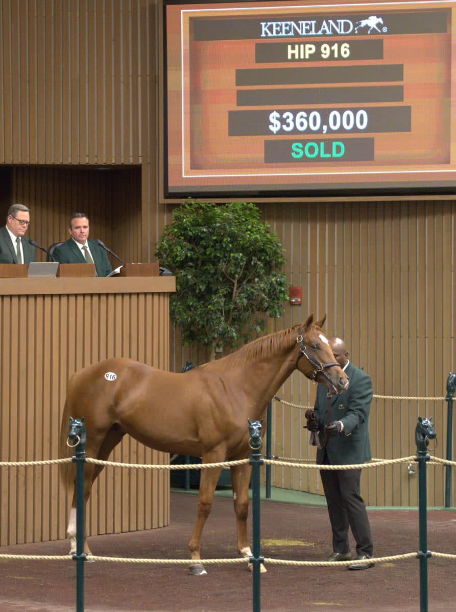 $360,000 | Colt o/o Bible Belt | Purchased by Repole Stable & St. Elias Stables | '22 KEENOV | Nicole Finch photo