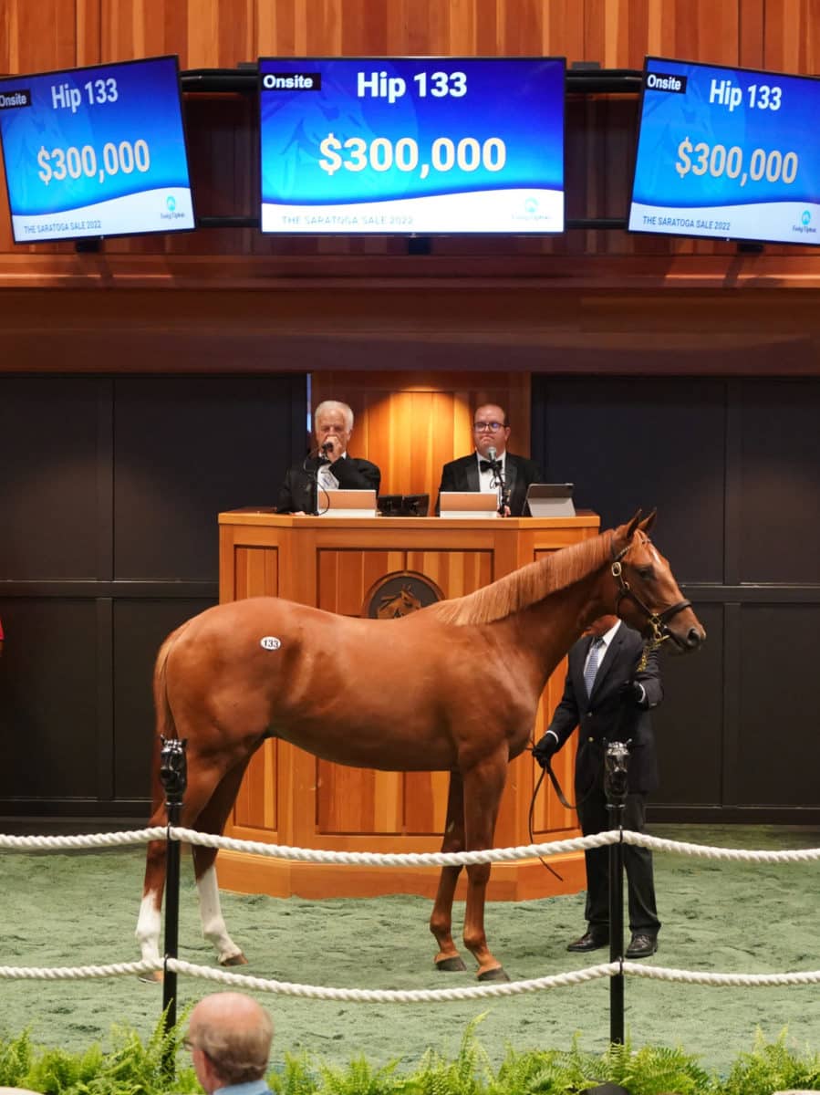 $300,000 colt | Hip 133 o/o Azalea Belle | Purchased by Albaugh Family Stables | 22 F-T Saratoga | Z photo