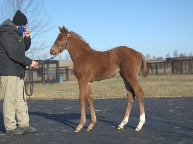 Secret Ingredient 21 colt | Pictured at 29 days old | Bred by Siena Farm | Spendthrift Farm photo