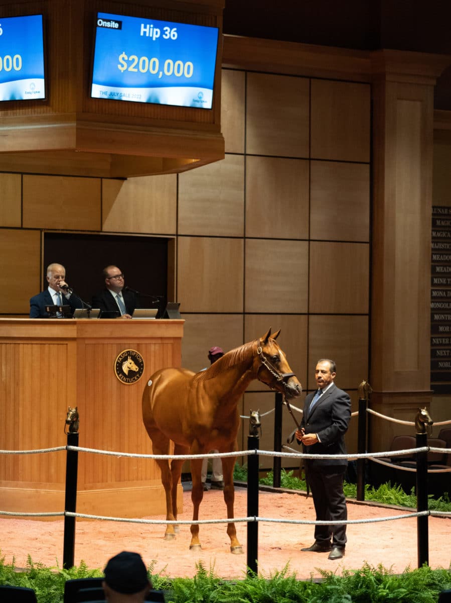 $200,000 | Hip 36 colt o/o Seven Stars | Purchased by Ken McPeek | F-TJUL22 | Nicole Finch photo