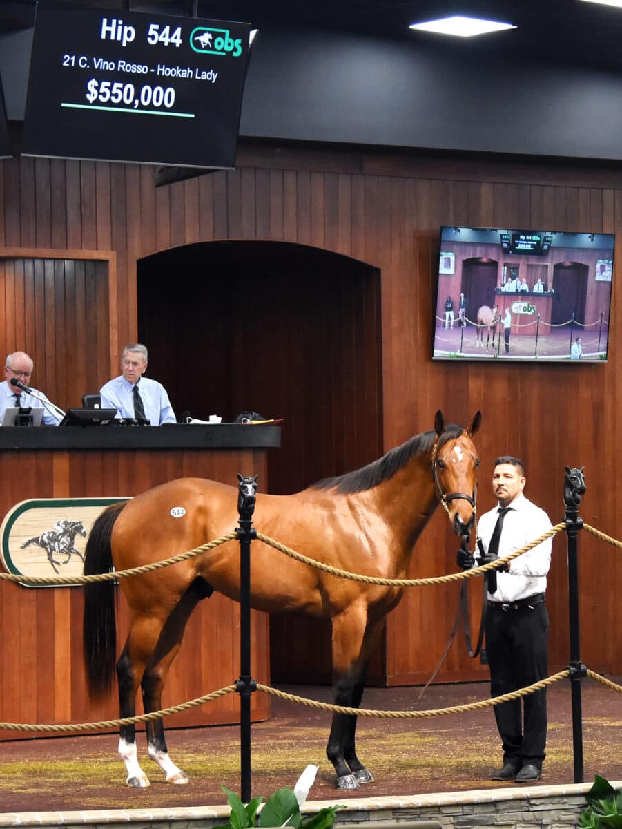 $550,000 colt | Hip 544 o/o Hookah Lady | Purchased by Alex & JoAnn Lieblong | '23 OBSMAR | Judit Seipert photo