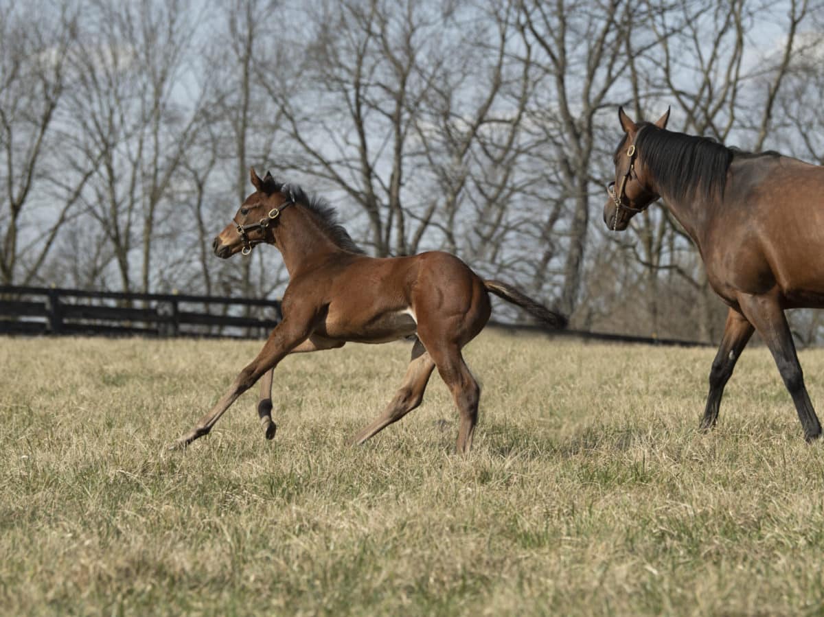 Quality Pearl 21 colt | Bred by Dove Crossing Thoroughbreds | Spendthrift Farm Photo