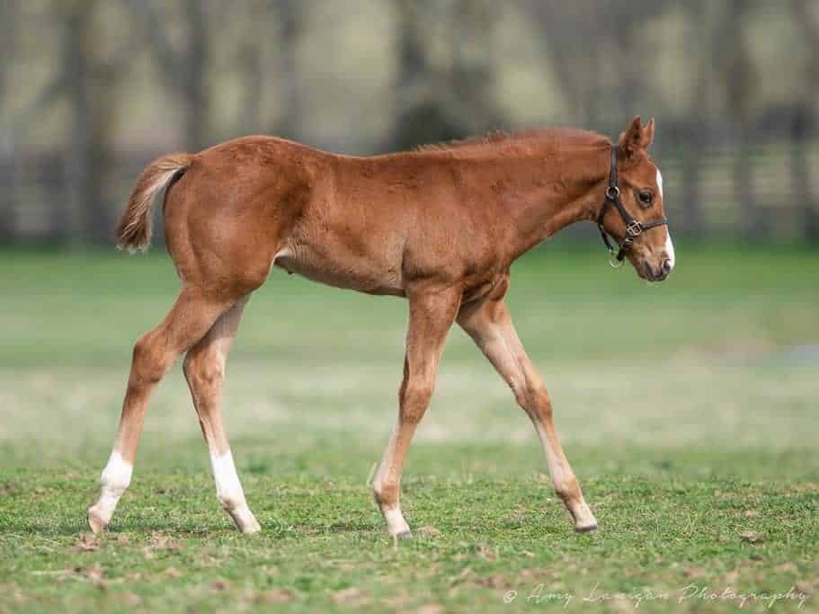 Melody Girl '21 Colt | Bred by Glencrest Farm | Amy Lanigan photo