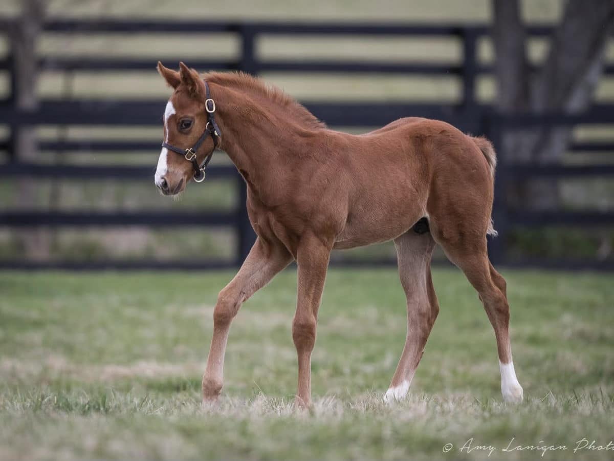 Melody Girl '21 Colt | Bred by Glencrest Farm | Amy Lanigan photo