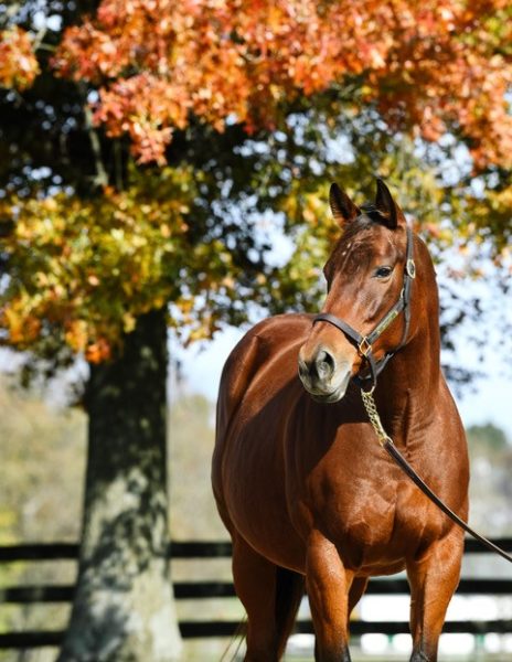 Champion Beholder will stay home at Spendthrift to be bred in 2020 | Autry Graham photo