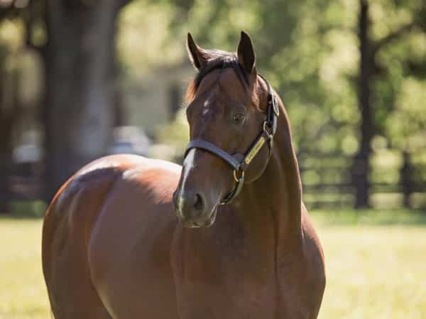 Bolt d'Oro at Spendthrift | Shandon Cundiff photo