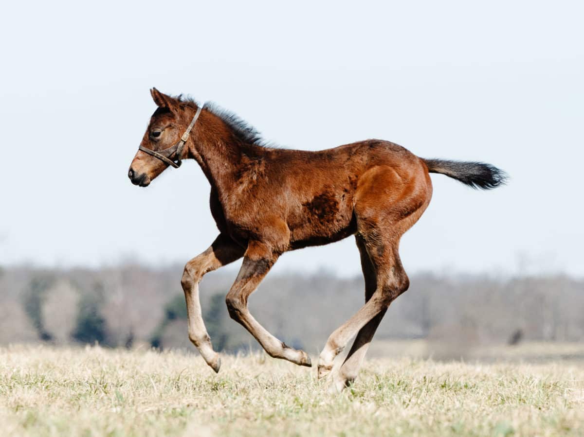 Regal Serenade 21 colt | Pictured at 38 days old | Bred by Smith, Boyd, Brendemuehl | Spendthrift Farm Photo