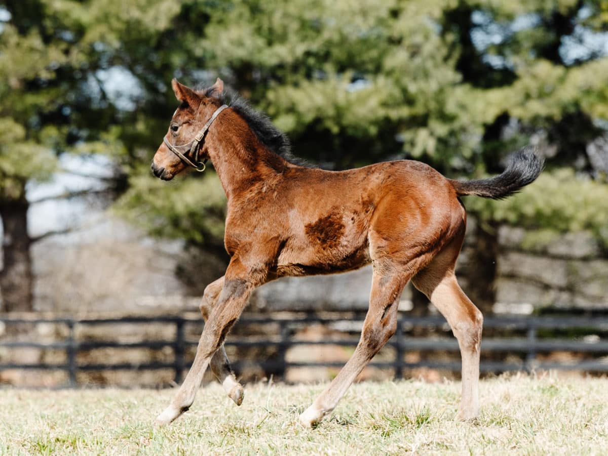 Regal Serenade 21 colt | Pictured at 38 days old | Bred by Smith, Boyd, Brendemuehl | Spendthrift Farm Photo