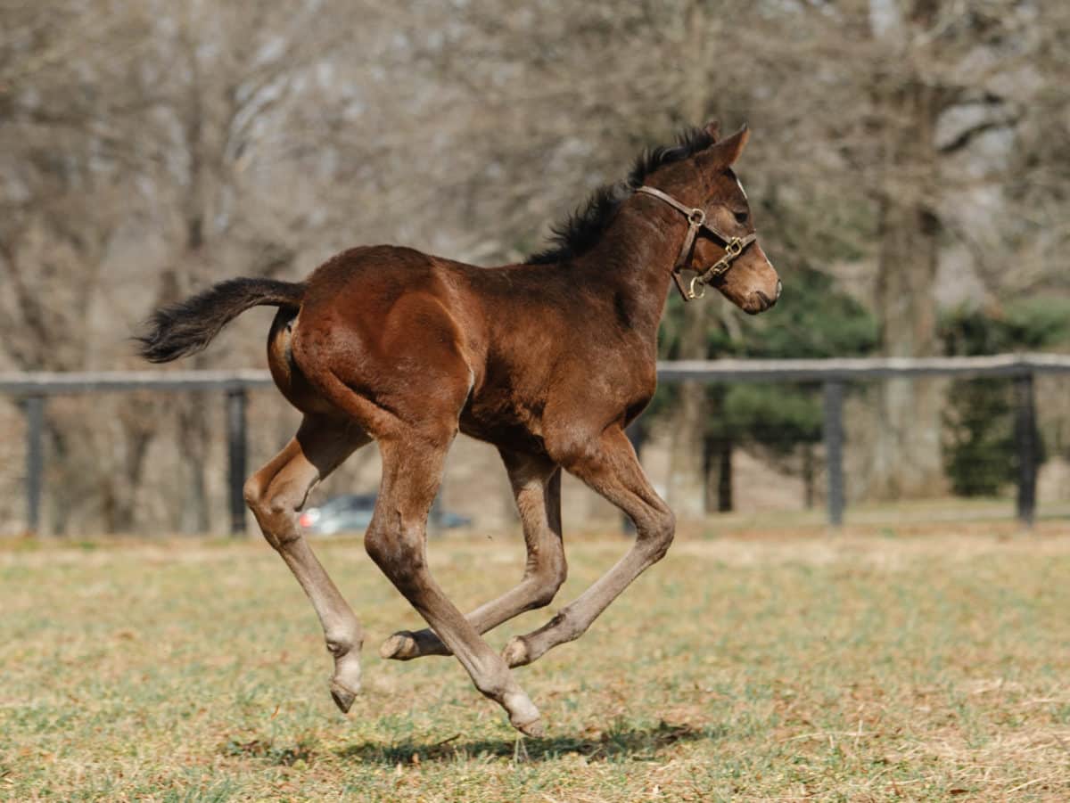 Summer on the Lawn 21 filly | Pictured at 24 days old | Bred by Fred W. Hertrich III | Spendthrift Farm Photo