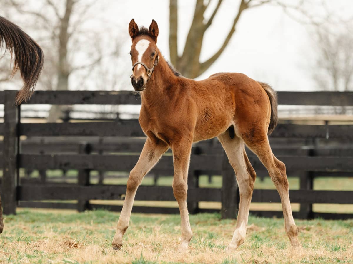 Star of Gallantry 21 colt | Pictured at 1 month old | Bred by Wynnstay Farm | Spendthrift Farm Photo