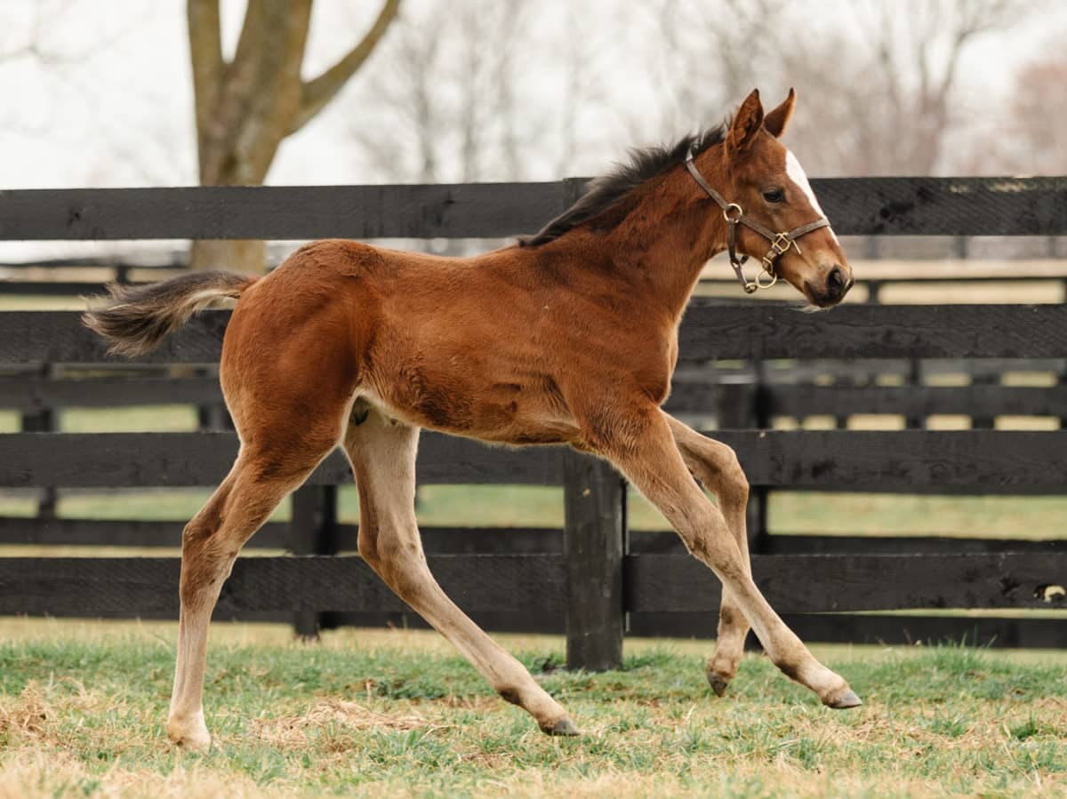 Star of Gallantry 21 colt | Pictured at 1 month old | Bred by Wynnstay Farm | Spendthrift Farm Photo