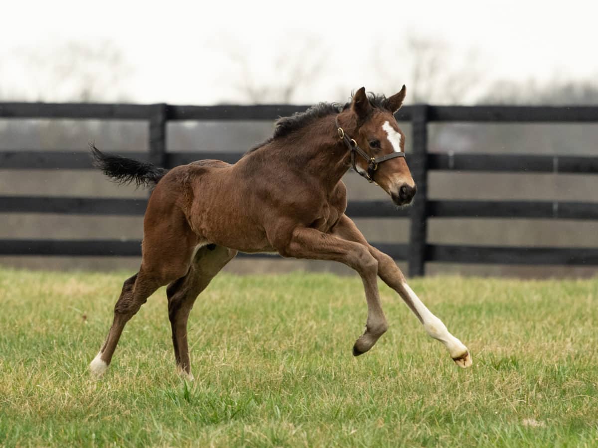 Operetta 21 colt | Bred by Briarbrooke Farm (Nick Lotz) | Spendthrift Farm Photo