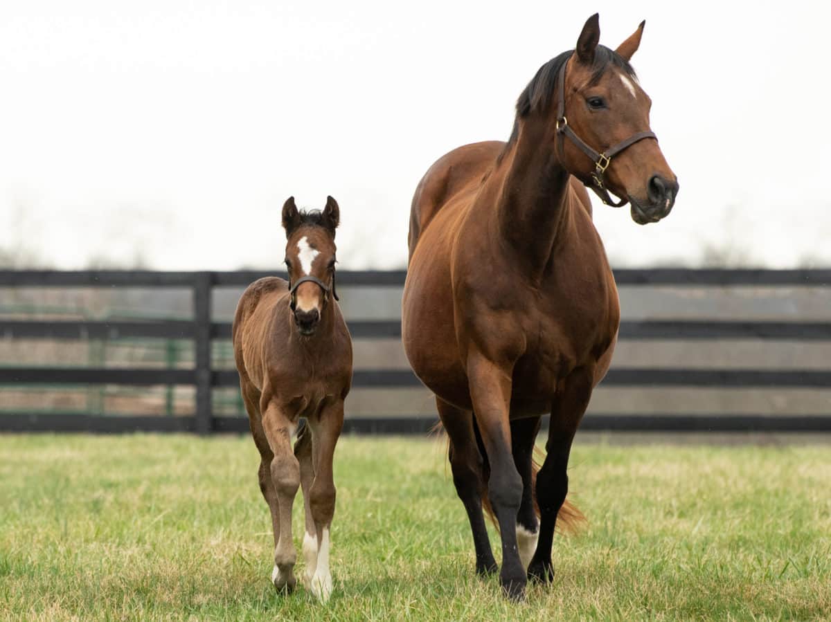 Operetta 21 colt | Bred by Briarbrooke Farm (Nick Lotz) | Spendthrift Farm Photo