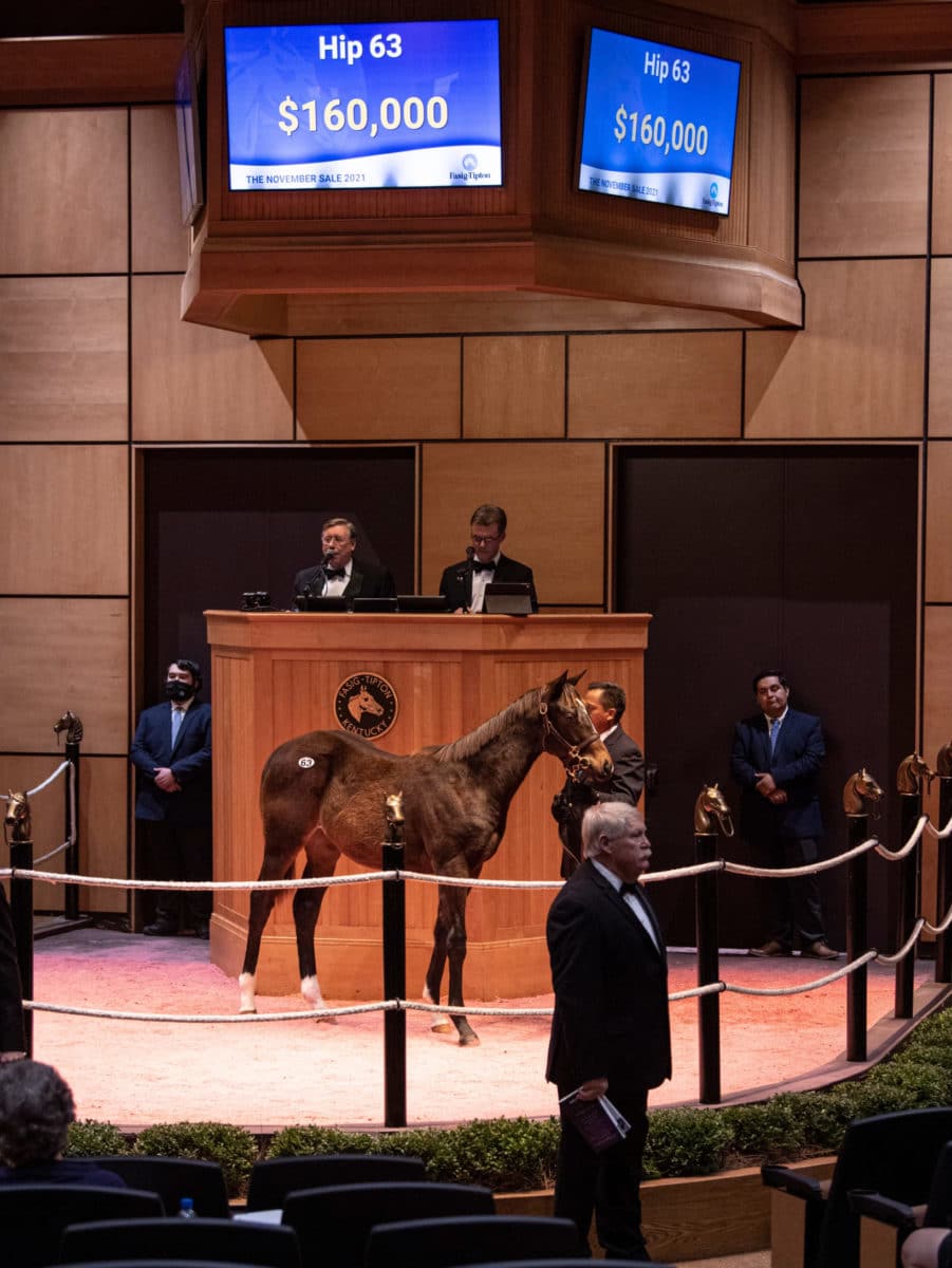 $160,000 | Hip 63 colt o/o Kisses From Kate | Purchased by Sand Hill Bloodstock | F-T NOV 21