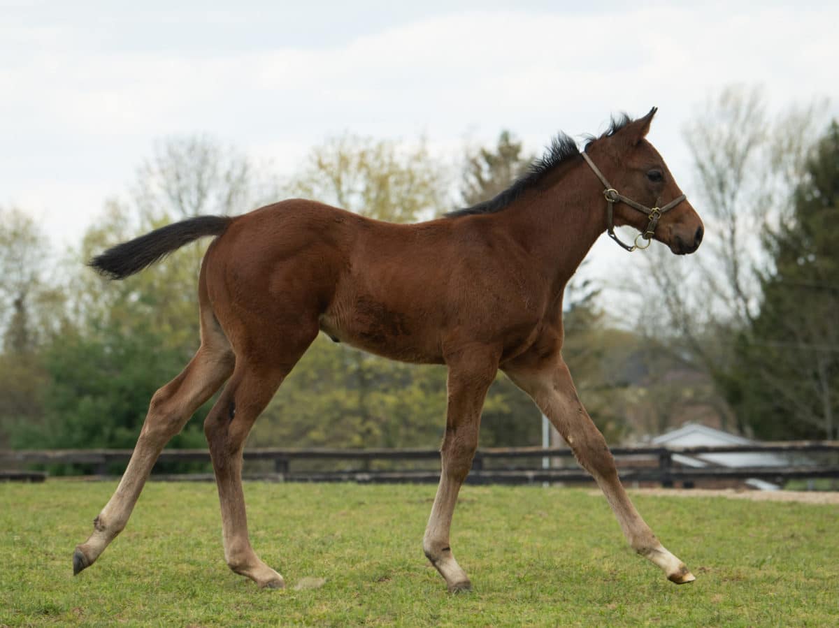 Rode Warrior 21 | Bred by Rachel Bowman | Spendthrift Farm Photo