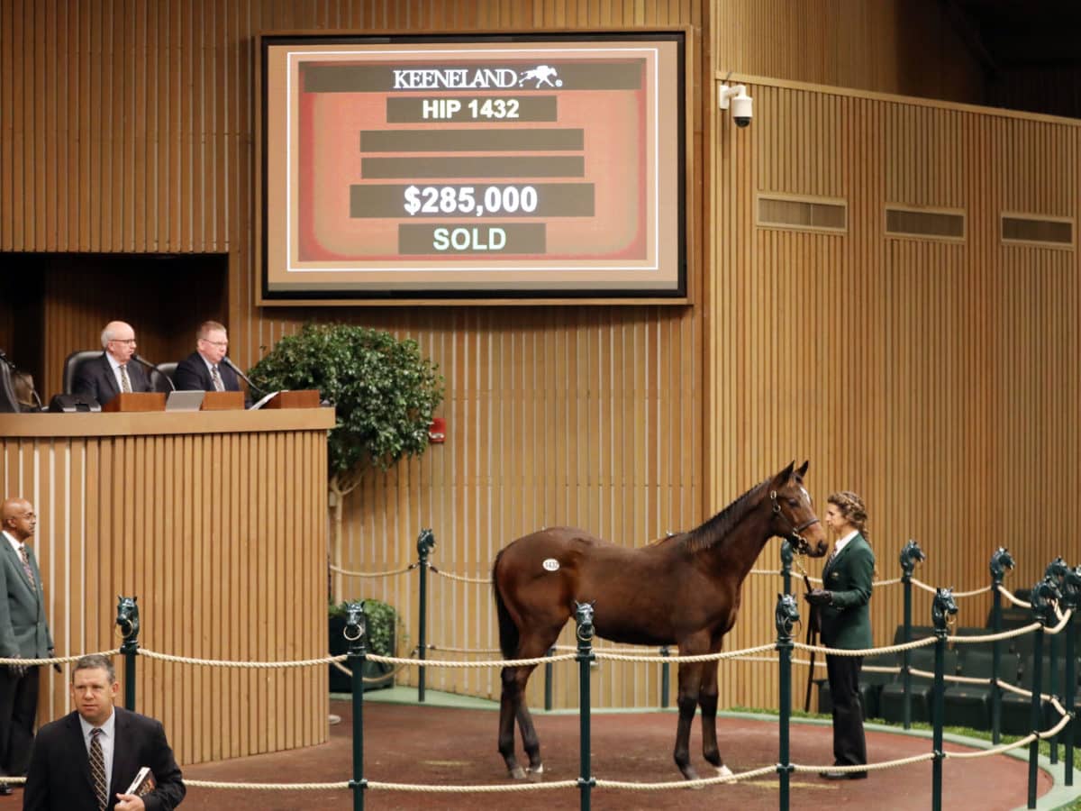 $285,000 | Hip 1432 colt o/o Rode Warrior | Purchased by Spendthrift Farm & Bill & Corrine Heiligbrodt | Photos by Z