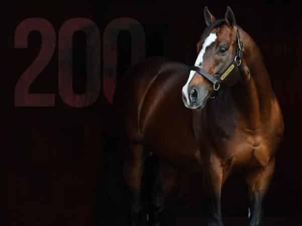 No. 1 General Sire Into Mischief becomes the first horse ever in North America to sire 200 Winners in a single year | Autry Graham photo