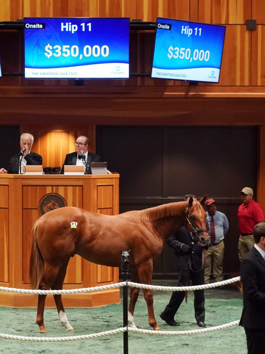 $350,000 | Colt o/o Liza Too | Purchased by Tom McCrocklin/Champion Equine | '22 F-T Saratoga | Z photo