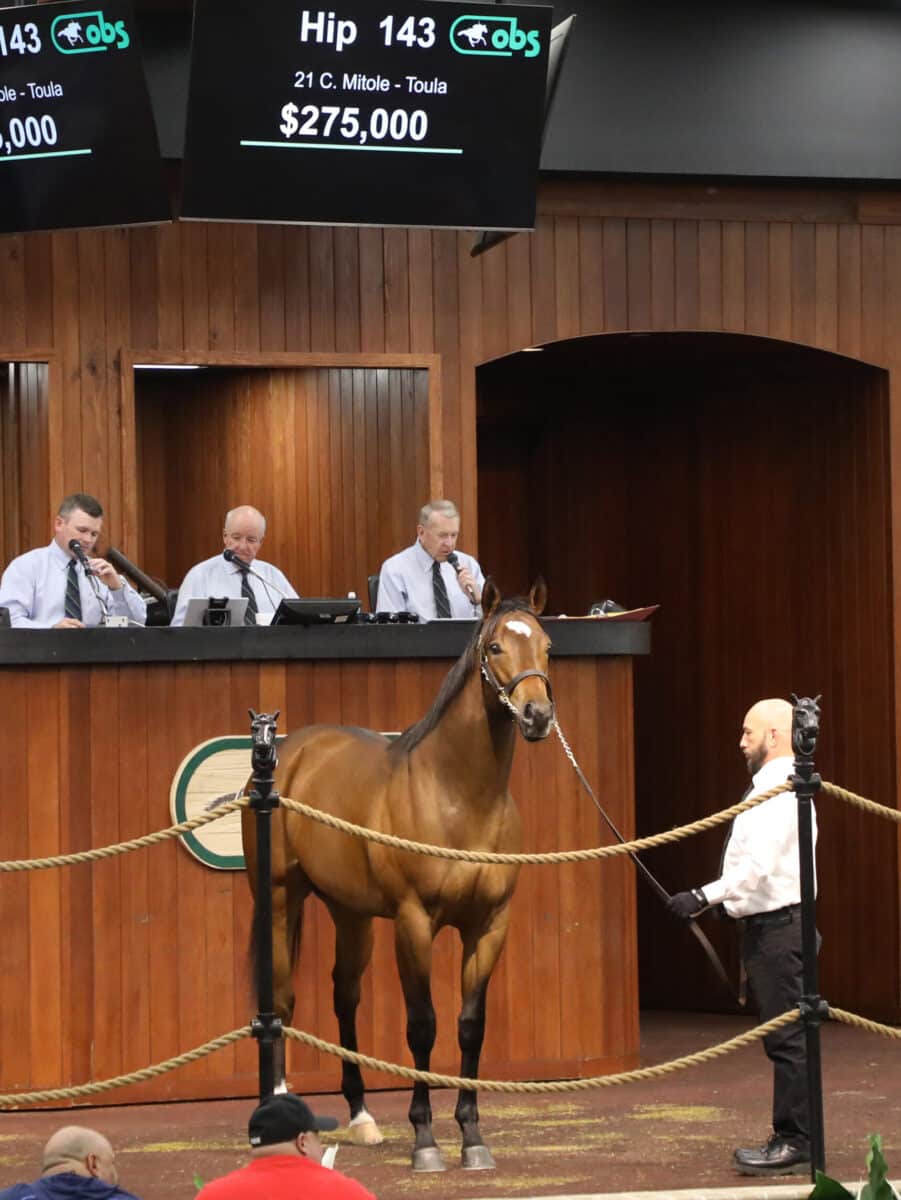 $275,000 | Colt o/o Toula | Purchased by Reeves Thoroughbred Racing | '23 OBSMAR | Z photo