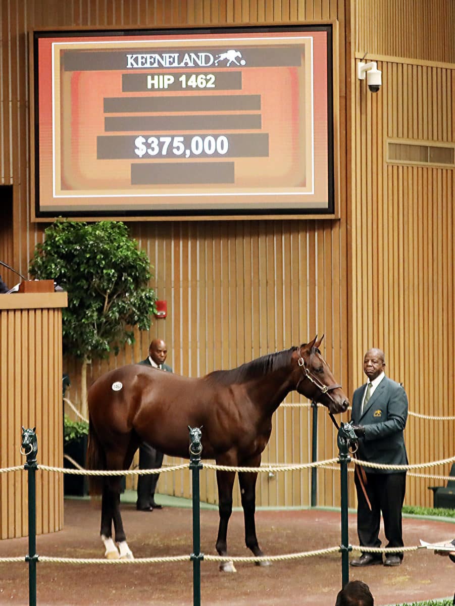 $375,000 | Colt o/o Jersey Jules | Purchased by Maverick Racing & Siena Farm | '22 KEESEP | Z photo